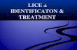 LICE – IDENTIFICATON & TREATMENT. Pediculosis Capitis - head lice infection or infestation Pediculosis Capitis - head lice infection or infestation Pediculosis.