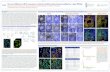 AACR-2016 RNA Scope Poster_040516