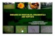 DISEASES ON VEGETABLES, ORNAMENTALS AND TURF 2010 ON VEGETABLES, ORNAMENTALS AND TURF 2010 ALFREDO MARTINEZ PLANT PATHOLOGY DEPARTMENT UNIVERSITY OF GEORGIA. Diseases of vegetables