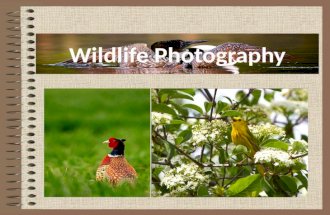 Wildlife Photography &acirc;&euro;&ldquo; How To Live And Enjoy It To The Fullest
