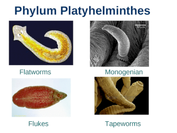 Platyhelminthes nemathelminthes ppt - Ppt platyhelminthes și nemathelminthes