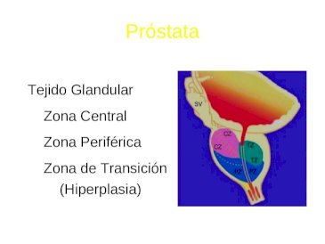 zona central de la próstata